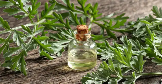 Засолённая почва препятствует усвоению растениями различных элементов