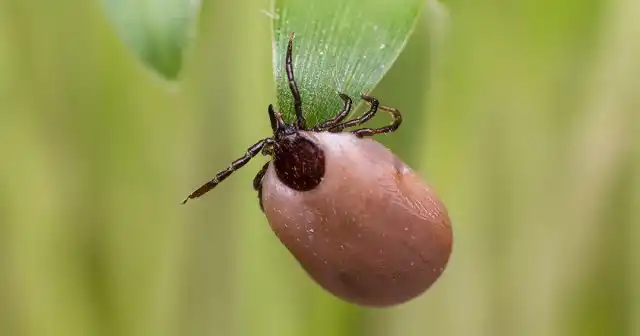 Нужно знать и потенциально опасные места, где численность паразитов наиболее высокая. Это, прежде всего, поля, луга, леса с высоким травянистым подлеском и их опушки, поляны, просеки, а также заросли кустарников
