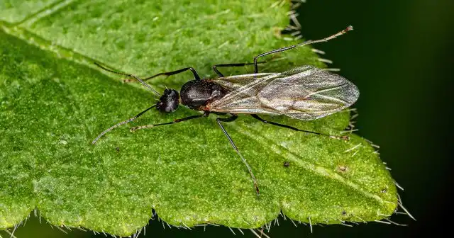 Если все факторы для муравьёв оптимальны, на участке легко могут уживаться не только несколько колоний, но и разные виды этих насекомых