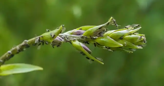 Препарат dr.Klaus можно использовать в приствольных кругах деревьев и кустарников, на грядах, на ярко выраженных муравьиных дорогах