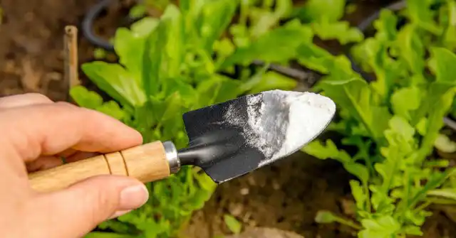 Как бы ни противиться использованию химических препаратов, на сегодняшний день именно заводские инсектициды являются наиболее эффективными средствами борьбы с муравьями