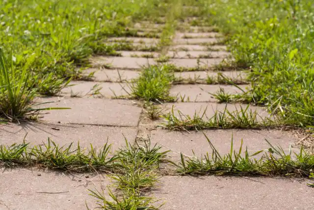 «Дамба, ВР» и «Форвард, МКЭ» уничтожают любые многолетние и однолетние, злаковые, двудольные сорняки