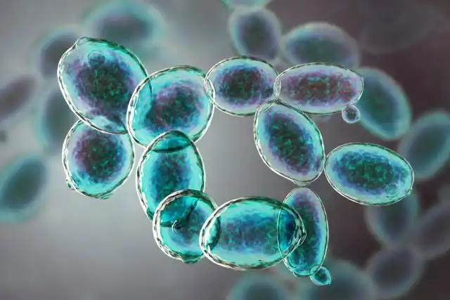 Дрожжи – это грибы. Удивительные существа, которые наука выделяет в отдельное царство, поскольку они имеют признаки как растительных, так и животных организмов