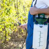 Использование биологических пестицидов может помочь в борьбе с плодожоркой