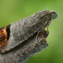 Плодожорка в форме бабочки