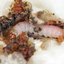 Плодожорка в форме гусеницы