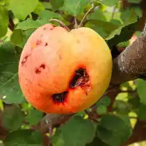Плод пораженный плодожоркой