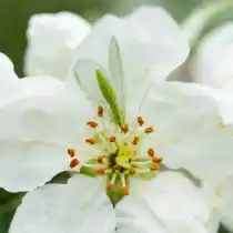 Биологические мероприятия по борьбе с плодожорками включают использование энтомофагов