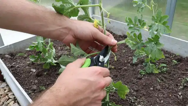 После подвязки можно начинать формирование плетей арбузов. Для закрытого грунта оптимальный вариант – это формирование их в один стебель. Для этого все пасынки, идущие из пазух листьев, необходимо удалять