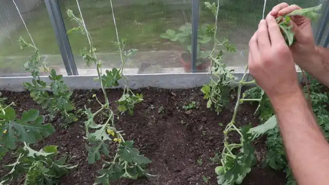 При подвязке соблюдаем основные правила: 1) Плеть закручиваем вокруг шпагата по часовой стрелке. 2) Шнур пропускаем под каждым листом