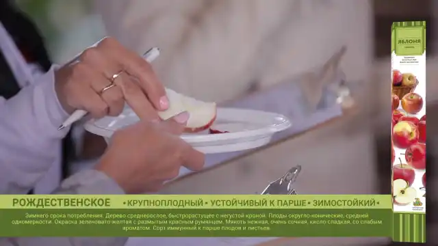 Яблоня «Рождественское»