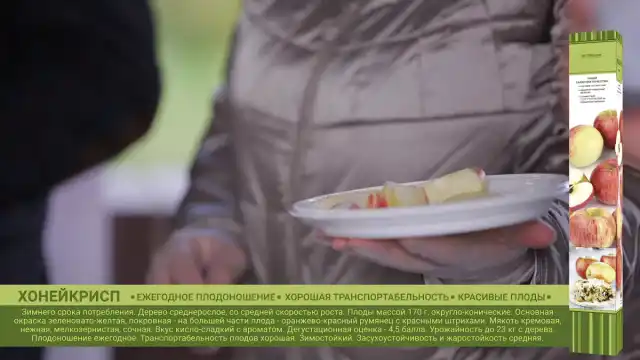 Яблоня «Хонейкрисп»