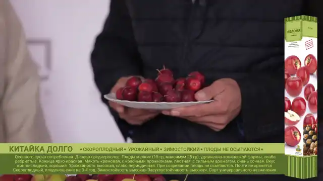 Яблоня «Китайка Долго»