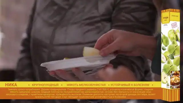 Груша «Ника»