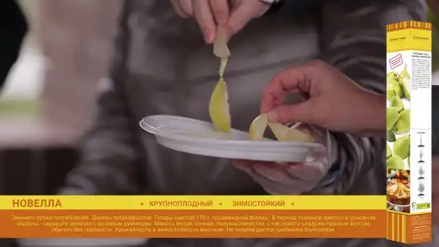 Груша «Новелла»