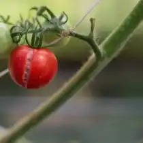 Вертикальное растрескивание — когда радиальные трещины распространяются от верхней части плода к нижней