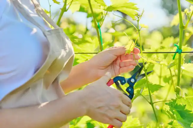 В непростом климате центра страны достаточно сложно получить полноценный урожай, если не обрезать виноград. На развитие ненужных побегов, листьев, усов кусты тратят дефицитные силы