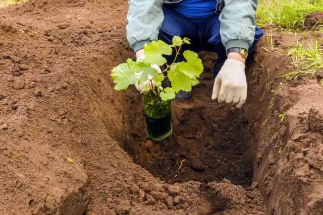 Виноград оптимально высаживать весной, за летний период лоза успеет окрепнуть и лучше перенесёт первую зимовку