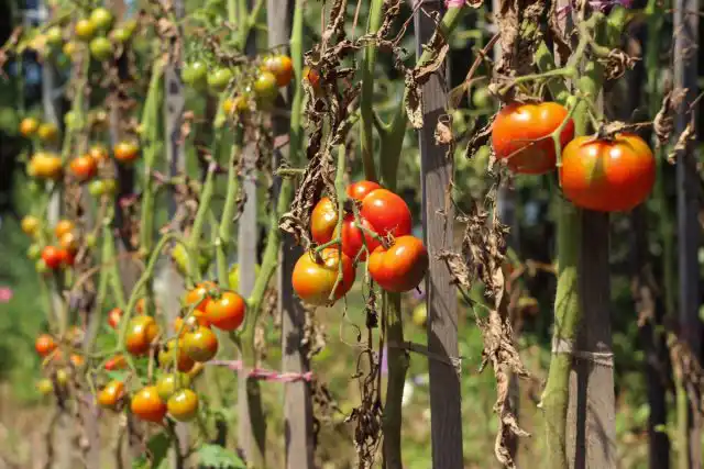 Фитофтора чаще всего появляется в наших условиях, когда подходит время сбора урожая – в июле и августе. И нередко собирать к концу лета бывает уже нечего