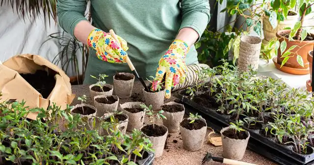 Подкормка рассады проводится, как правило, не менее 3 раз