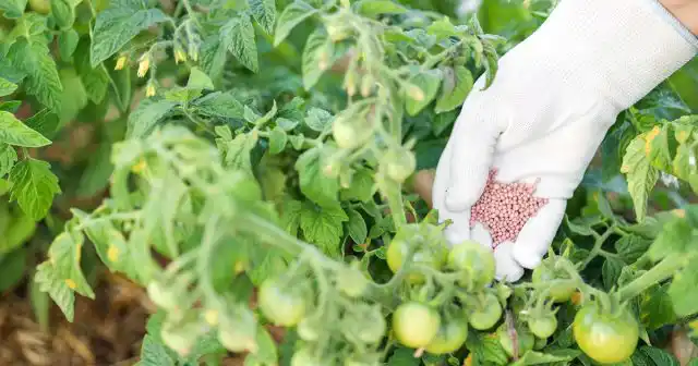 Подкормки в период цветения и формирования завязей стимулируют у томатов активное плодоношение