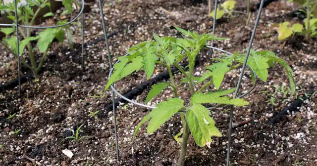 Удобрения должны быть разнообразными по составу