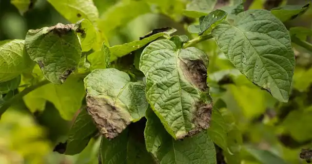 Cтартового питания не хватает картофелю на весь сезон вегетации, особенно, если мы говорим о поздних и высокоурожайных сортах