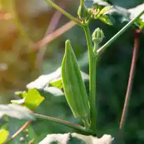 Бамия – теплолюбивая культура, она лучше всего растет, когда температура днем ​​достигает не менее 29 градусов Цельсия