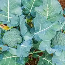 Брокколи мы привыкли выращивать из семян уже в апреле, но посадка в июне означает, что можно посеять семена прямо в огороде