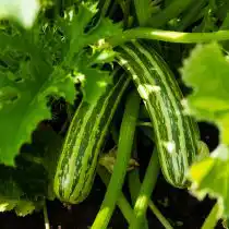 В июне еще не поздно посеять семена кабачков. Земля в это время хорошо прогрета, поэтому всходы кабачков появятся быстро