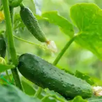 Посейте семена огурцов в июне и они порадуют вас плодоношением