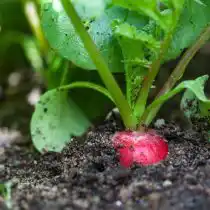 Посейте семена редьки или дайкона прямо в почву, чтобы быстро и легко приготовить домашние салаты