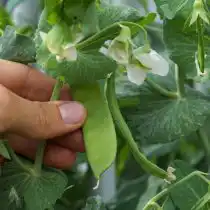 Горох, как правило, выращивают ранней весной, и он известен тем, что является культурой для прохладной погоды