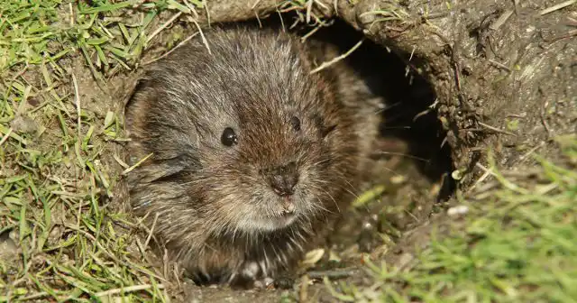 В особо «удачные» годы водяных крыс на участках можно встретить десятками.