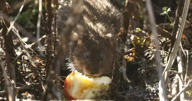 Перечень мероприятий, которые можно провести в профилактических целях, зависит, в первую очередь, от численности вредителя.
