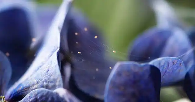 Одним из надёжных признаков появления клещей является наличие тонкой, малозаметной паутинки.