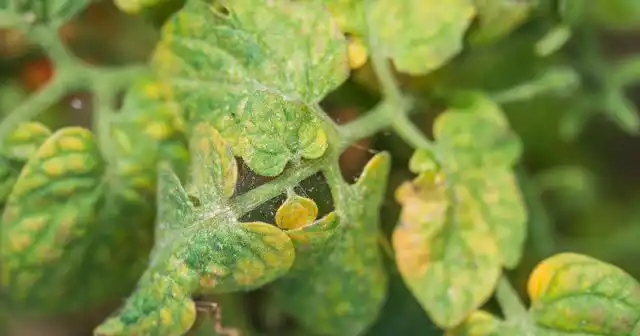 Появление паутинного клеща на овощных культурах открытого грунта – это один из самых непростых, в плане борьбы, вариантов.