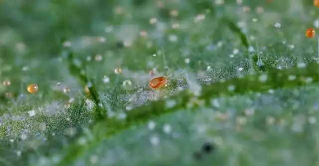 Паутинные клещи многочисленны, вездесущи и очень вредоносны.