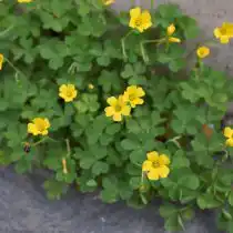 Кислица Диллениуса (Oxalis dillenii)