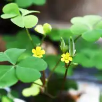 Кислица прямая (Oxalis stricta)