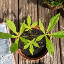 Через месяц после проклевывания я пересадила каштан в большой горшок, чтобы ему было свободнее