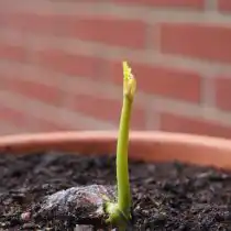 На следующий день посадила каштаны по разным горшочкам. Всего через неделю появился маленюсенький росточек