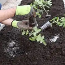 Высаживаем томаты. Если томаты переросли, то смело заглубляем её до настоящих листьев или высаживаем лёжа