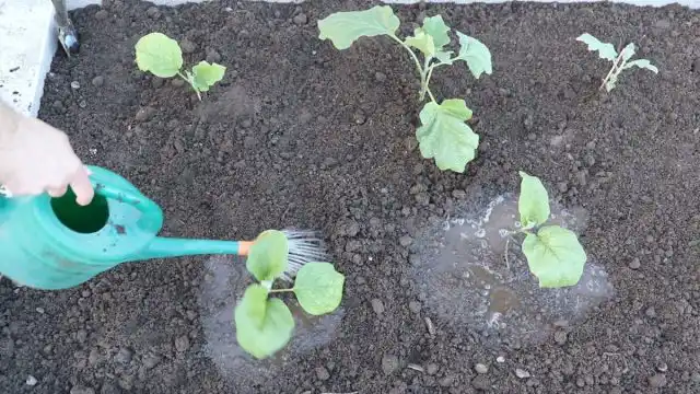 Для баклажанов выбираем гряды, размещённые на солнечных местах и защищённые от холодных ветров