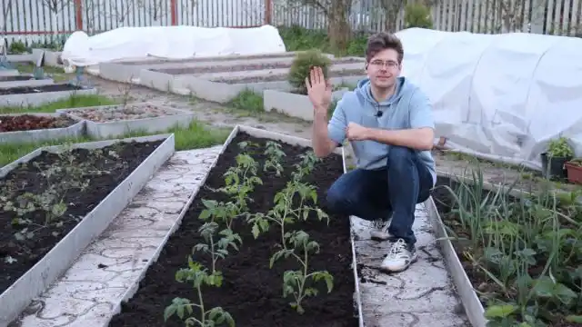 Як висаджувати розсаду томатів,