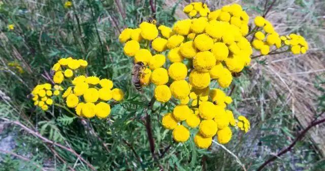 Можно использовать растения, которые отпугивают муравьёв. К ним относятся: мята, душица, укроп, тимьян, пижма, лаванда, мелисса, кинза и пр.