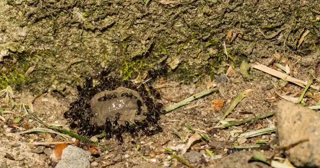 Одним самых доступных и более-менее эффективных народных средств остаётся борная кислота. В основном, её используют для приготовления кормовых приманок