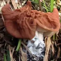 Cтрочок пучковый (Gyromitra fastigiata)