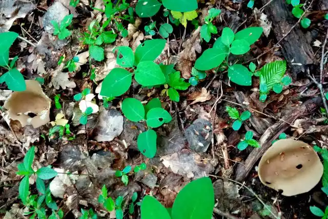 Дисцина щитовидная (Discina ancilis)