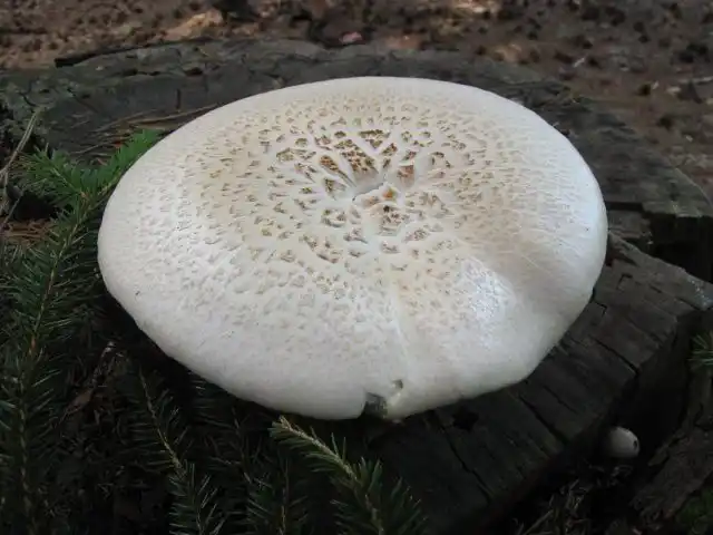 Пилолистник чешуйчатый (Neolentinus lepideus)